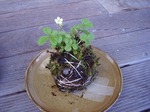 手作りこけ玉